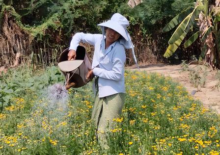 A woman watering a field of yellow flowers.