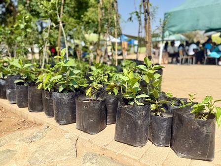 Photograph of young plants in black bags lined up on sandy ground outdoors.