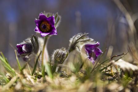Close-up photograph of purple flowers with yellow centers in a grassy spring meadow.