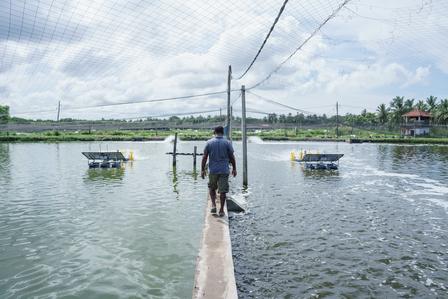 A person walks along a narrow path in a flooded landscape.