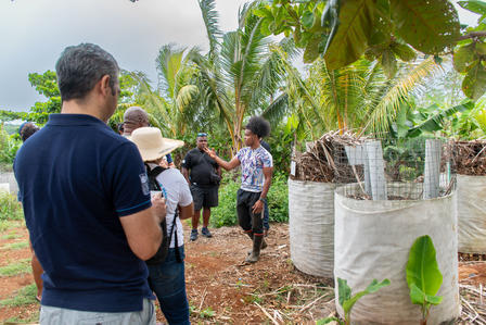 Group of people on a tropical farm inspecting young banana trees in sunny weather.