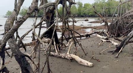Mangrove roots and driftwood on a muddy shoreline with shallow water and distant trees.