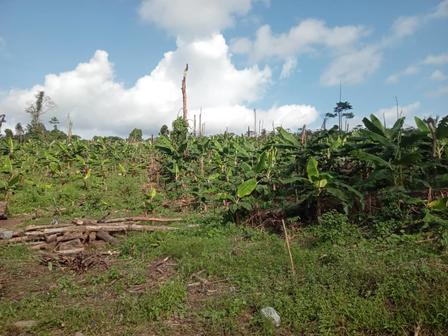 Open field with banana trees and scrub, logs scattered on the ground under a blue sky.