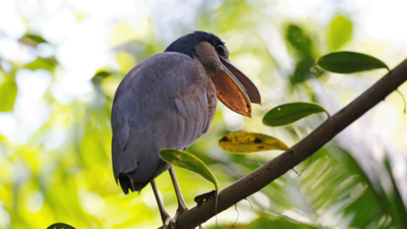 Blue-gray heron perched on a branch amid sunlit green foliage.