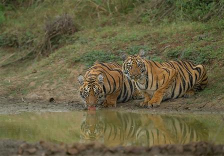 Two Bengal tigers drinking at a muddy waterhole beside a grassy bank.