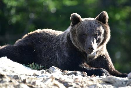 Black bear resting on rocky ground with a forest backdrop.