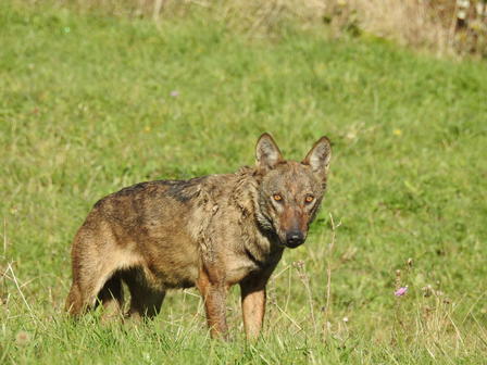 Brown-furred wild canid standing alert in a grassy field.