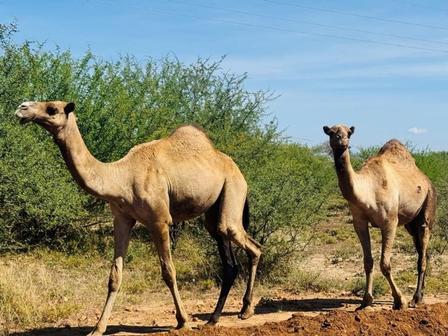 Camels in Amudat District 