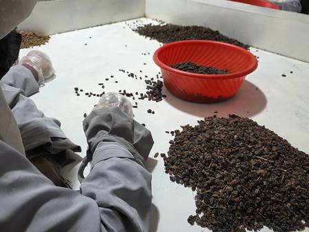 Person wearing gloves sorts coffee beans on a white table, with a red bowl nearby.