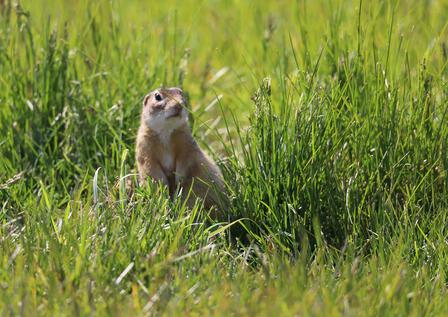 Brown prairie dog standing upright in sunlit green grass.