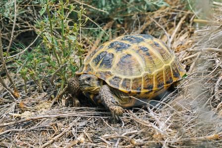 Tortoise with a yellow-brown shell on dry grass.