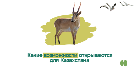 Banner with a deer and birds, Russian text on a pale green splash.