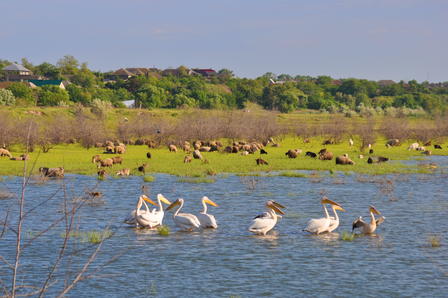 Group of swans gliding on a calm lake with grassy shoreline and trees in the distance
