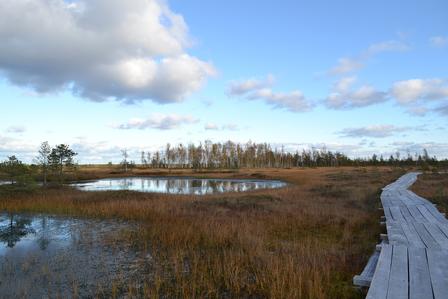 Wooden boardwalk through a marsh with water, grasses, and distant trees under a blue sky.