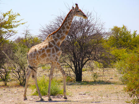 The NAM-PLACE project (the Namibia Protected Landscapes Conservations Areas Initiative), worked to establish Landscape Conservation Areas. Photo: UNDP / Midori Paxton