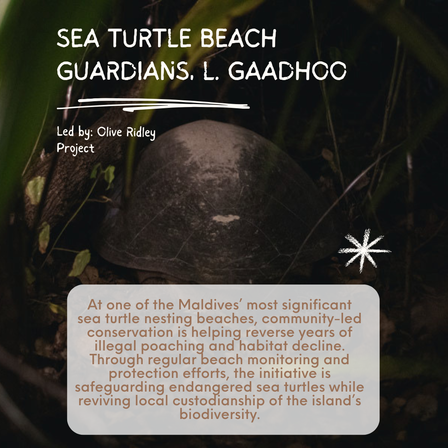 Poster titled Sea Turtle Beach Guardians showing sea turtle shell and conservation speech bubble.