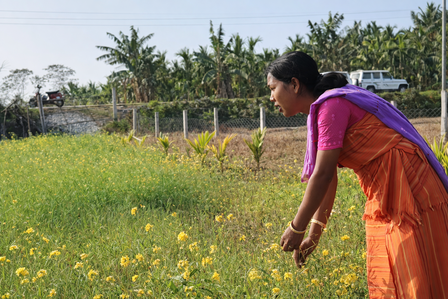 Woman in orange sari bends toward yellow flowers in a field; fence and palm trees in background.