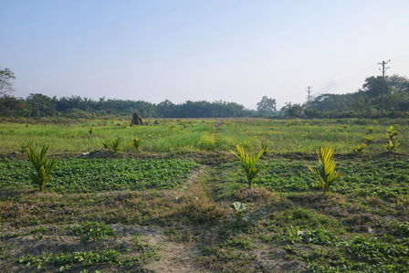 Rural field with young green crops in neat rows under a clear blue sky.