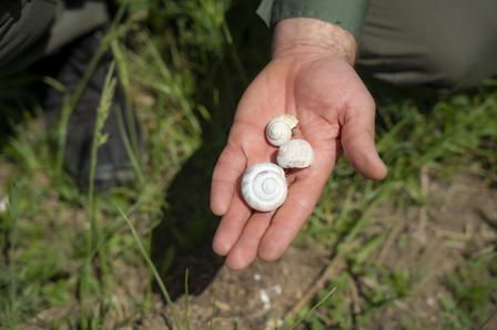 Open hand holding four small white spiral shells outdoors on dirt and grass.
