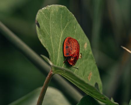 Close-up of a red shield bug on a green leaf.