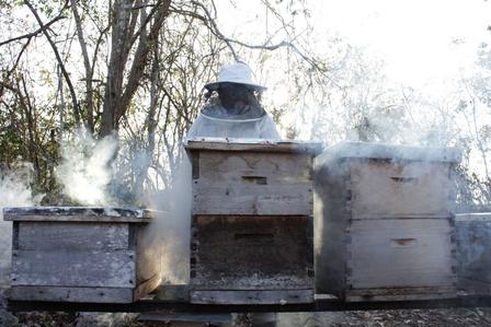Three beehives on a wooden stand with smoke rising from the entrances, outdoors.