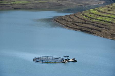 Person beside a circular fish-farm net on a blue lake with terraced green hills.