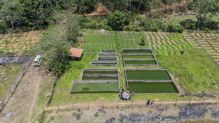 Aerial view of long rectangular fish ponds on a green farmland, surrounded by fields and trees.