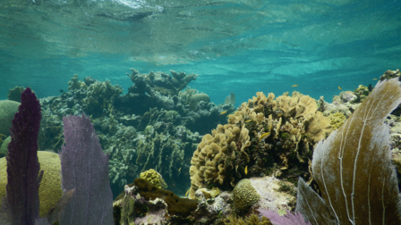 Ecossitema de arrecifes en el Mar Caribe hondureño