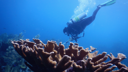 Trabajo de investigación en arrecifes en el Caribe hondureño