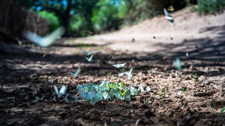 Sunlit dirt path through trees with blue butterflies fluttering over the muddy ground.