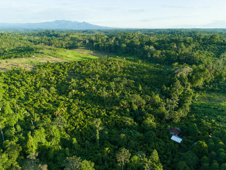 Aerial view of dense green forest on rolling hills with a small white-roofed building.