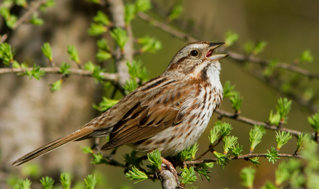 Photograph of a small brown-streaked sparrow perched on a leafy branch.