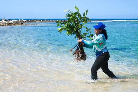 Person in a blue cap carries a small sapling through shallow tropical beach water.