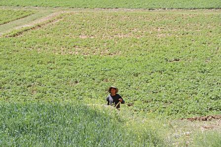 Person standing in a green farmland field with a dirt path.