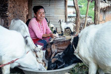 Woman in pink shirt sits outdoors near thatched huts, goats drinking from a trough.