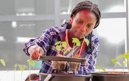 Photograph: person in a plaid shirt tending young plants in a greenhouse.