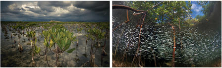 Two side-by-side photos: left coastline with mangroves under a cloudy sky; right mangrove shoal.