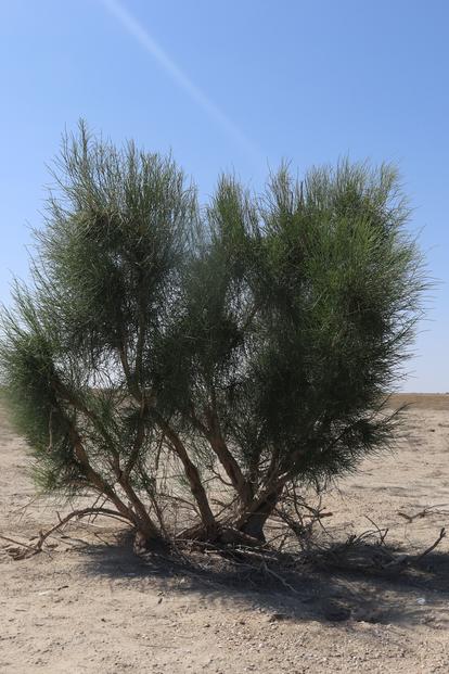 Sparse desert landscape with a single bush under a clear blue sky.