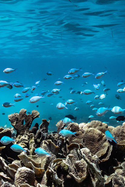 Colorful fish swimming above a coral reef in clear blue water.
