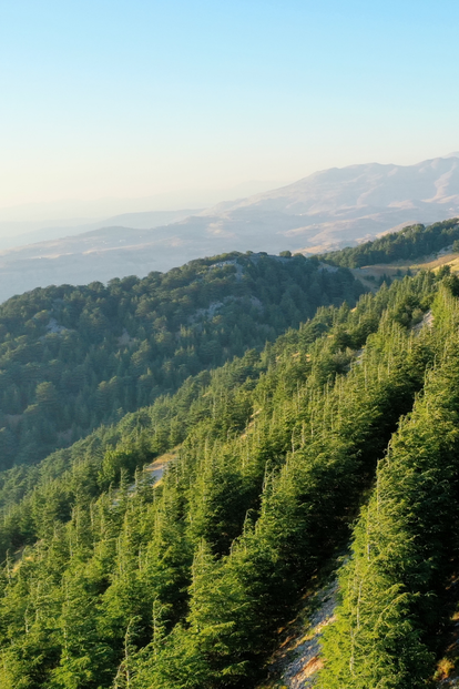 Sunlit ridge with dense evergreens, distant blue mountains and sea on the horizon.