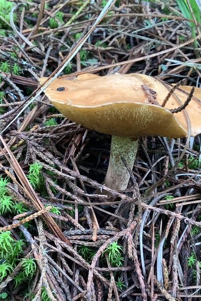 Photo of a brown-capped mushroom growing among pine needles and moss.