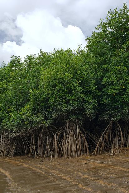 Mangrove trees with exposed roots in muddy water under a cloudy sky.