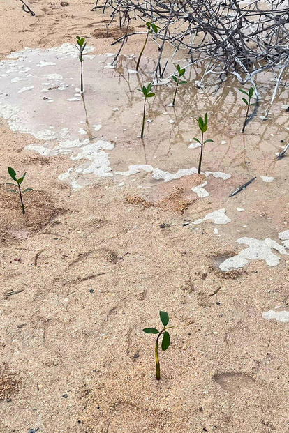 Newly planted mangroves on sandy soil.