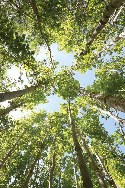 Photograph of tall trees seen from ground level, sunlight filtering through green leaves.