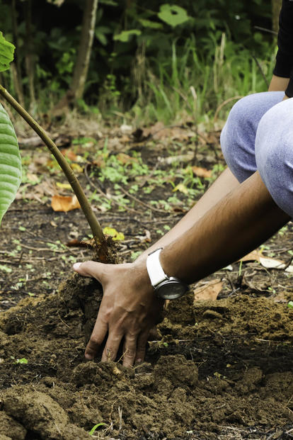 Person kneels in soil, tending a young sapling in a garden.