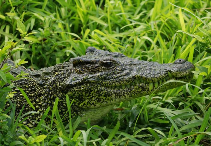 Indoor plant nursery with rows of vibrant green seedlings under artificial grow lights.