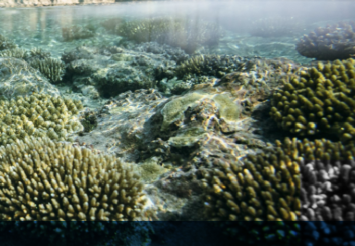 Underwater coral and rocks near a green shoreline; UNDP logo and environmental standards text.
