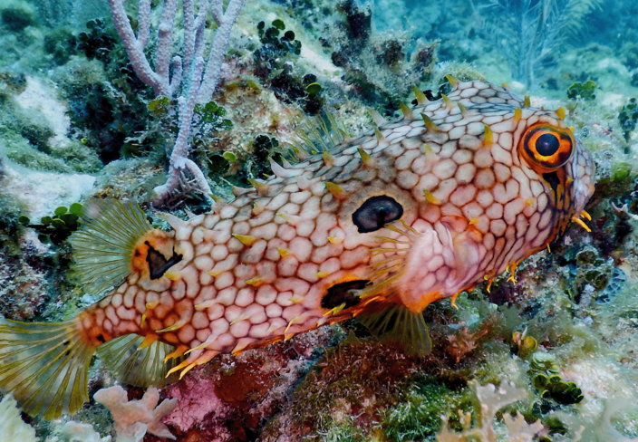 Biodiversidad marina en arrecife de coral en Honduras