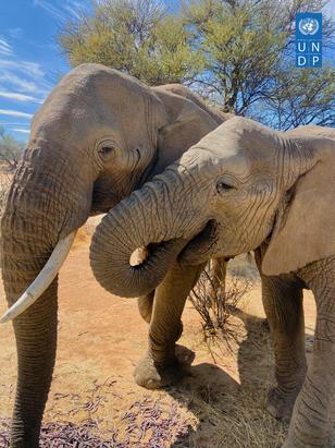 Two elephants affectionately touching trunks in a dry, sunlit landscape.