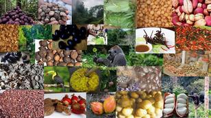 Colorful collage of fruits, vegetables, grains, nuts, and seeds.